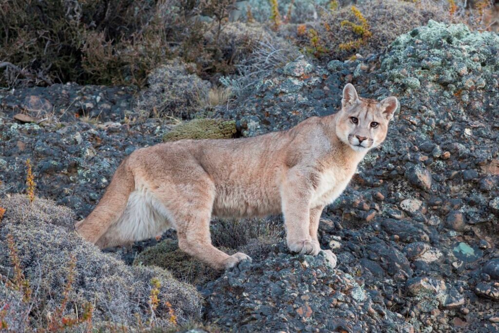 Salir a buscar al puma: la experiencia que transforma la mirada en el Parque Patagonia