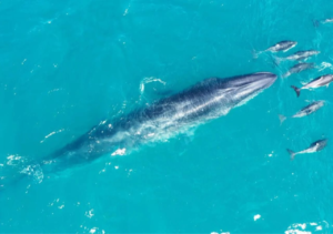 Ballena Sei ya es Monumento Natural Provincial en Santa Cruz